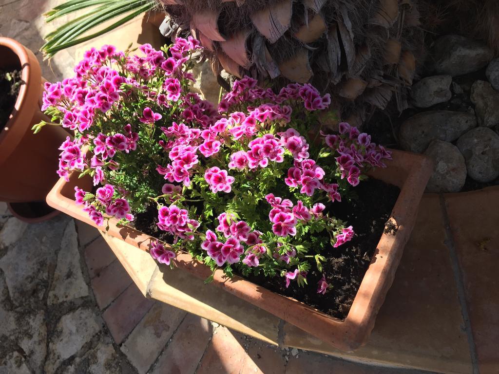 B&B Limone San Leone Luaran gambar